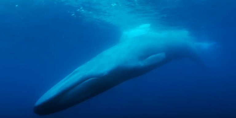 The Loneliest Whale | Quad Cinema